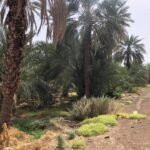 Visite du Palmeraie et du Puits Othman ibn Affan