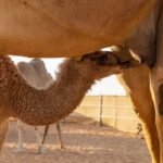 Visite et dégustation de Lait de Chamelle à Médine